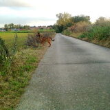 Weer iets gezien in de verte... Oktober 2011