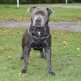 Foto van Chris, Yankee & Chinook & Suga