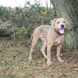 Foto van Chris, Yankee & Chinook & Suga