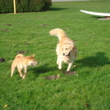 opnieuw Kenai en Lola aant spelen!