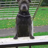 Foto van Chris, Yankee & Chinook & Suga
