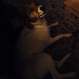 wannes hondje van mijn vriend, kruising jack russel boerefok :D