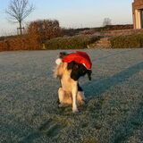 Zorro en de kerstmuts