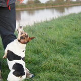 Foto van Vrouwtje van Denzel en Diva (R.I.P. Dixie)