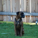 Onze oudste boxer "Onyx" helaas is hij in mei 2011 overleden. Wat een…