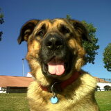 Sam in de haven , sept 2011