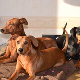 Foto van Duitse Pinscher