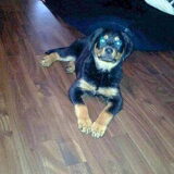 Kali.....11 weken oude Rottie teefje. Nieuwe gezinslid van mijn zoon en…