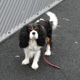 Onze eerste hond heerlijke eigenwijze dondersteen!
