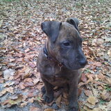 Wandelen in eext