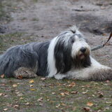 Vieze speurhond
