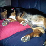 Wat een "honden leven" !!
