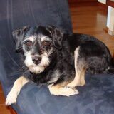 Mickey, sinds enige maanden ons fulltime hondje. Daarvoor in de…
