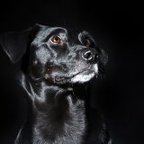 Foto van sofie, Lucky en Zita <3