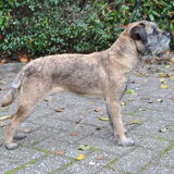 Int. Dogshow Bleiswijk ~~~1U
