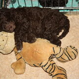 Pup Mees met zijn knuffel, helemaal moe van de kijkdag.