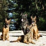 Foto van De Mecheltjes clan