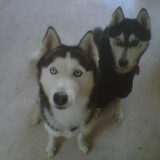 mylo en scotty (husky van me broertje) scot heeft een trui aan hahaha!