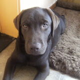 Deze lieve jongen is vandaag {9.11.11} 15 weken oud geworden.