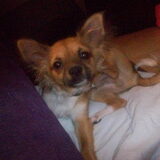 mijn liefe chicco