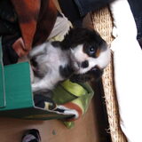 Charlie toen hij 2 maand was