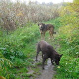 Nog wat onzeker in het bos met drukke hond van mijn ouders