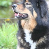 Foto van http://www.do-khyi-jinadhara.be