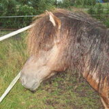 Dit is Udaya, het verzorg shetje van mijn dochter. Udaya(Daasje) is een…