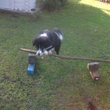 agility!!!!zelfgemaakt