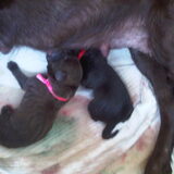 De eerste 2 pups van een nest van 8 gezonde pups 6 dames en 2 heren