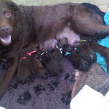 Trotse mama met haar pups