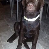 Yep ook mijn halsband is Fluor haha!! Ze doet dat goed, mijn baasjes…