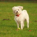 Foto van team Shadow