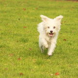 Foto van team Shadow