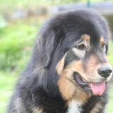 Foto van http://www.do-khyi-jinadhara.be