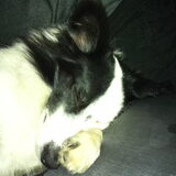 Foto van Amigo en K.C.