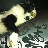 Foto van Amigo en K.C.