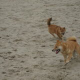 shiba's aan zee! :)