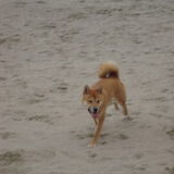 shiba's aan zee! :)