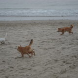 shiba's aan zee! :)