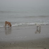 shiba's aan zee! :)