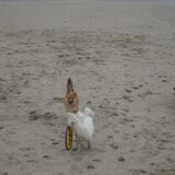 shiba's aan zee! :)