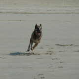 Kim in volle galop, maart 2011