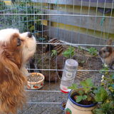 logeerhondje Bobby, met Siepie en Boeffie