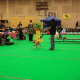 Macho op de clubmatch vab KCWF op 13-11-2011
