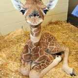 Om te lachen
