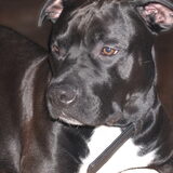 Foto van dusty