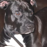 Foto van dusty
