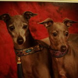 mijn twee italiaanse windhondjes faro en fayza .echte kleine snelle…