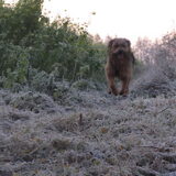 Foto van liesbeth,Turbo,Luna, Levi en Faith